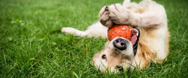 selective focus of golden retriever dog playing with rubber ball on green lawn