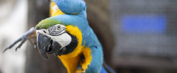 Parrot, bright color, close-up photography